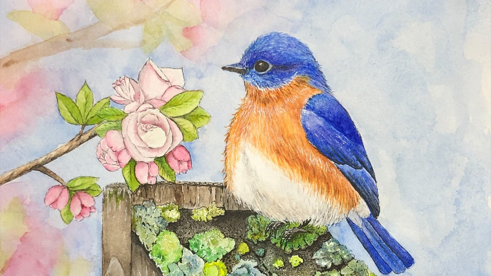 Bluebird on House